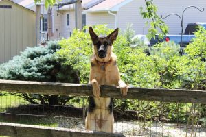 Read more about the article Enhancing Your Home’s Security: Gate and Fence Installation
