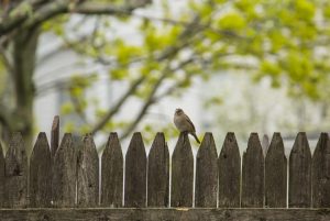 Read more about the article Useful Tips for Wooden Fence Maintenance