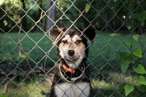 Read more about the article Chain Link Fences: Affordable and Durable Solutions